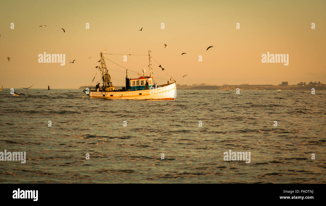 Un petit bateau de pêche apporte dans la prise du jour à l'aube d'une journée sans nuages en mer avec des goélands qui tournoient au-dessus à la suite de la capture au port Banque D'Images