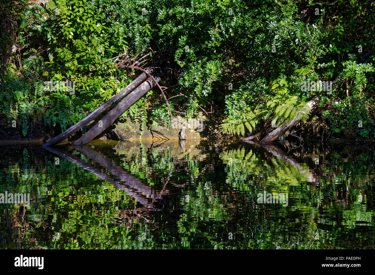 Brousse natale reflète dans un ruisseau, parc national Abel Tasman Banque D'Images