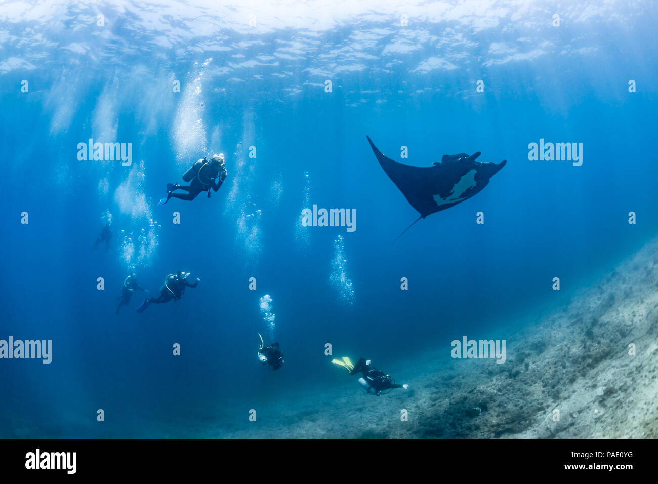 Les amateurs de plongée sous-marine à la suite d'une raie Manta géante, la Reina, La Paz (Manta birostris) Banque D'Images