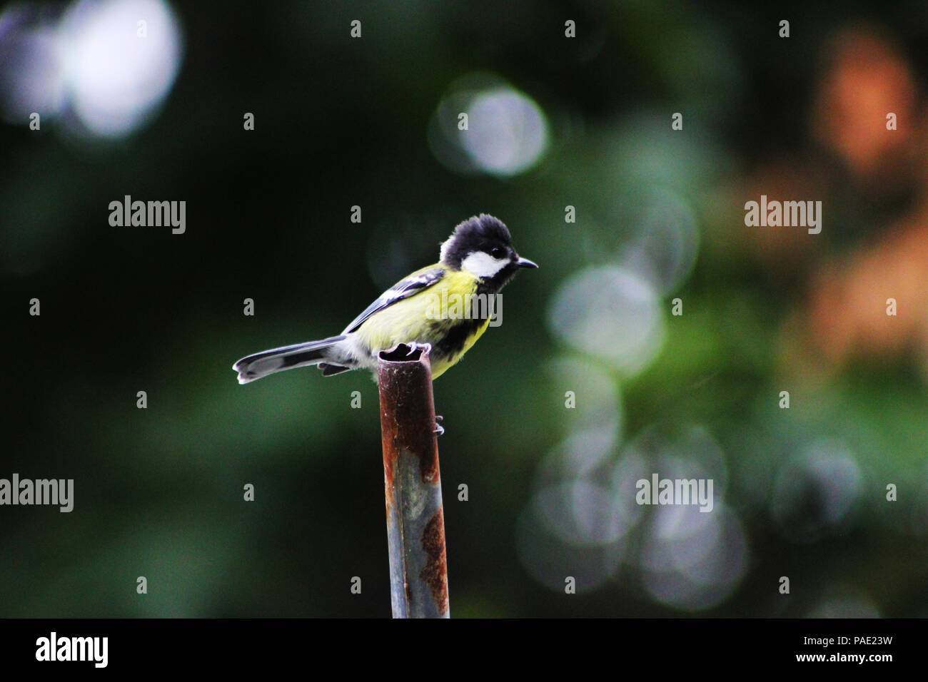 Un oiseau vert a atterri sur le tuyau de fer Banque D'Images