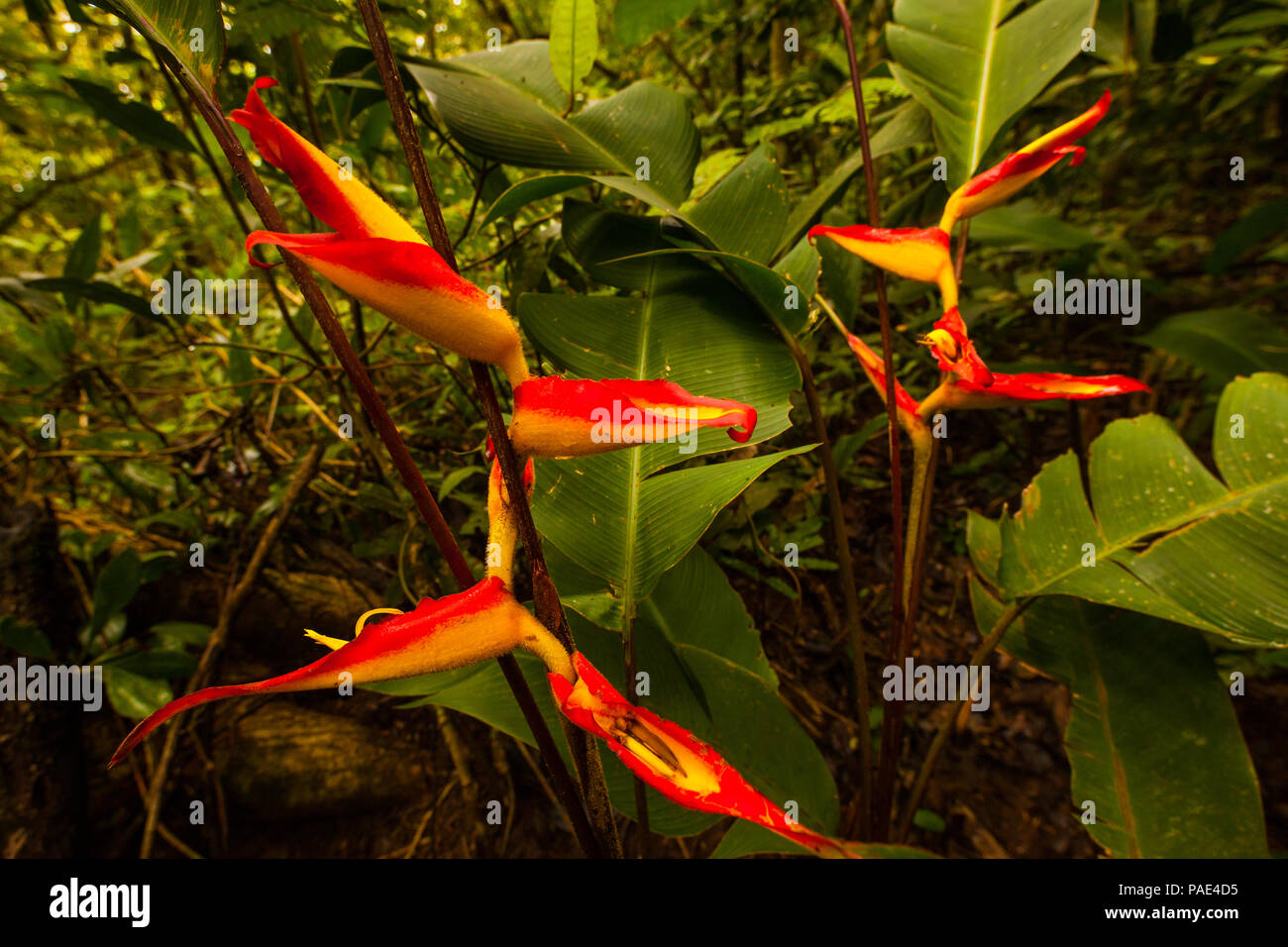 Heliconia fleurs dans la pittoresque forêt tropicale dense de Altos de Campana national park, République du Panama. Banque D'Images