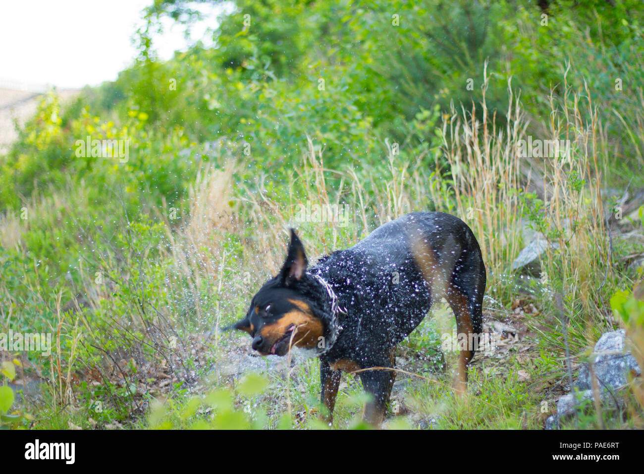 Rottweiler Baignade Au Lac Piscine Chien Photos Daction Banque D