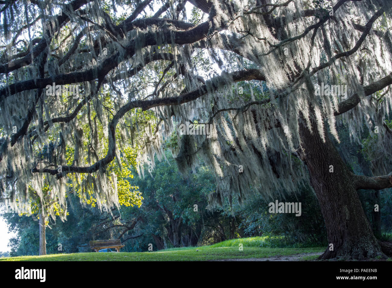 C'est presque surnaturel dans la beauté ; la mousse espagnole sur un vieux chêne, Brazos Bend State Park, Tx Banque D'Images