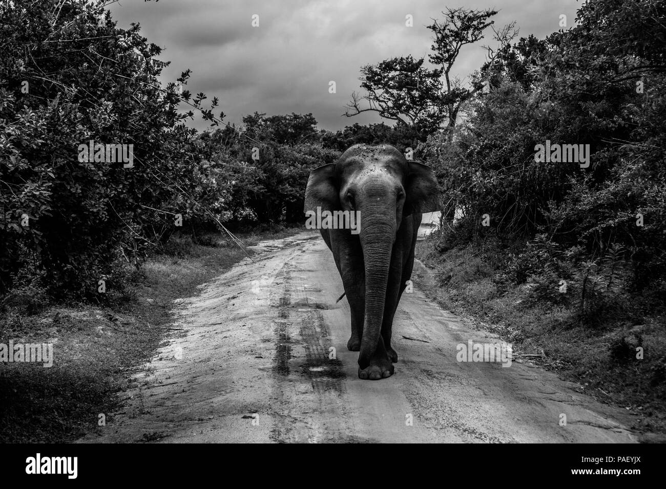 Ma meilleure chance d'un lonesome éléphant au parc national de Yala, au Sri Lanka Banque D'Images