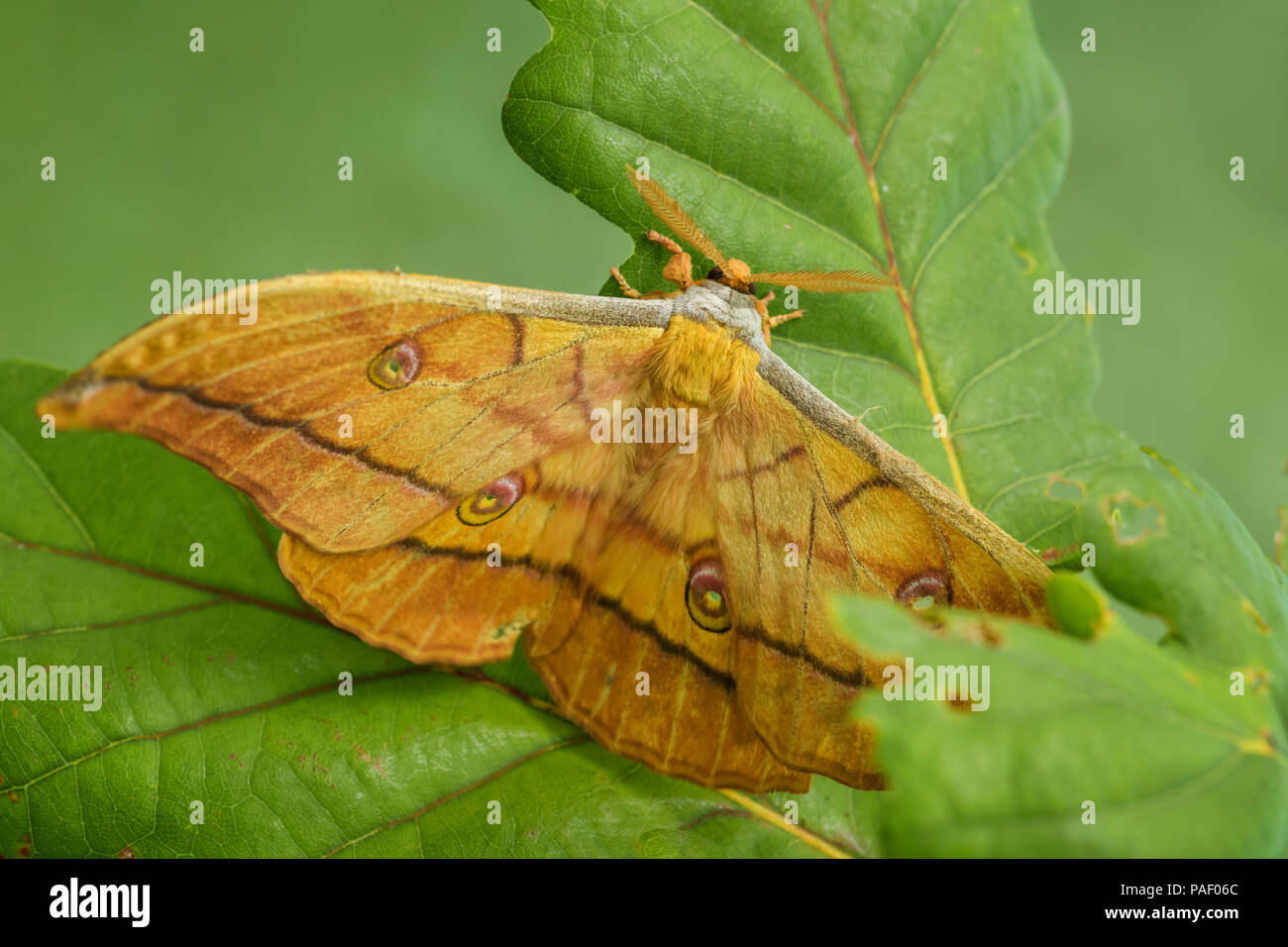 Chêne japonais Silkmoth - Antheraea yamamai, Grand papillon jaune et orange de l'Asie de l'Est du bois. Banque D'Images