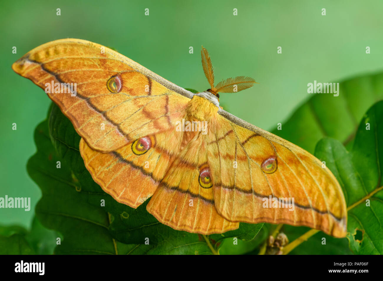 Chêne japonais Silkmoth - Antheraea yamamai, Grand papillon jaune et orange de l'Asie de l'Est du bois. Banque D'Images