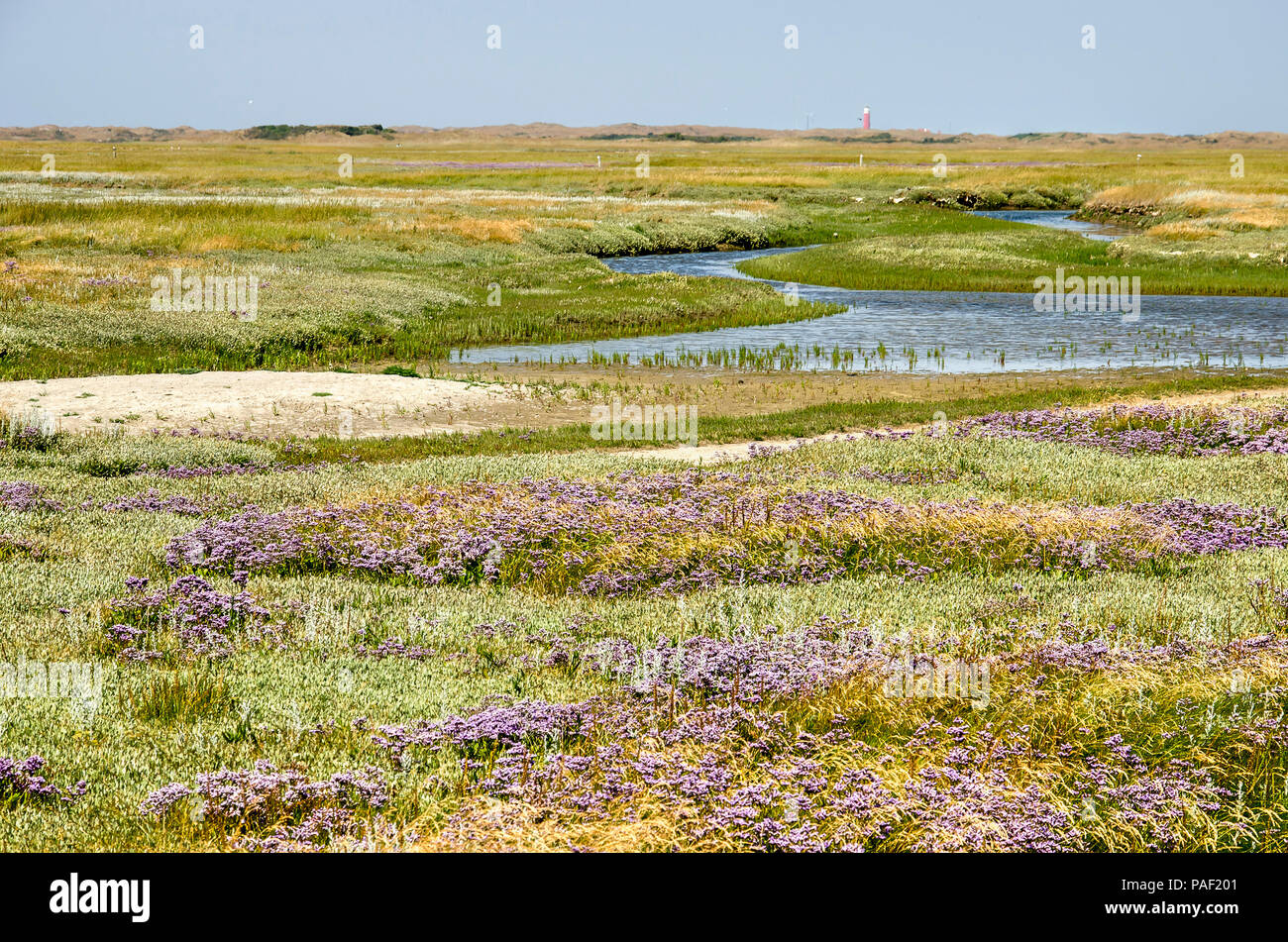 Des images hautes en couleur avec des champs de lavande de mer et d'autres  fleurs sauvages, de marée et de parcelles de sable dans le Parc National  des Dunes de Texel aux