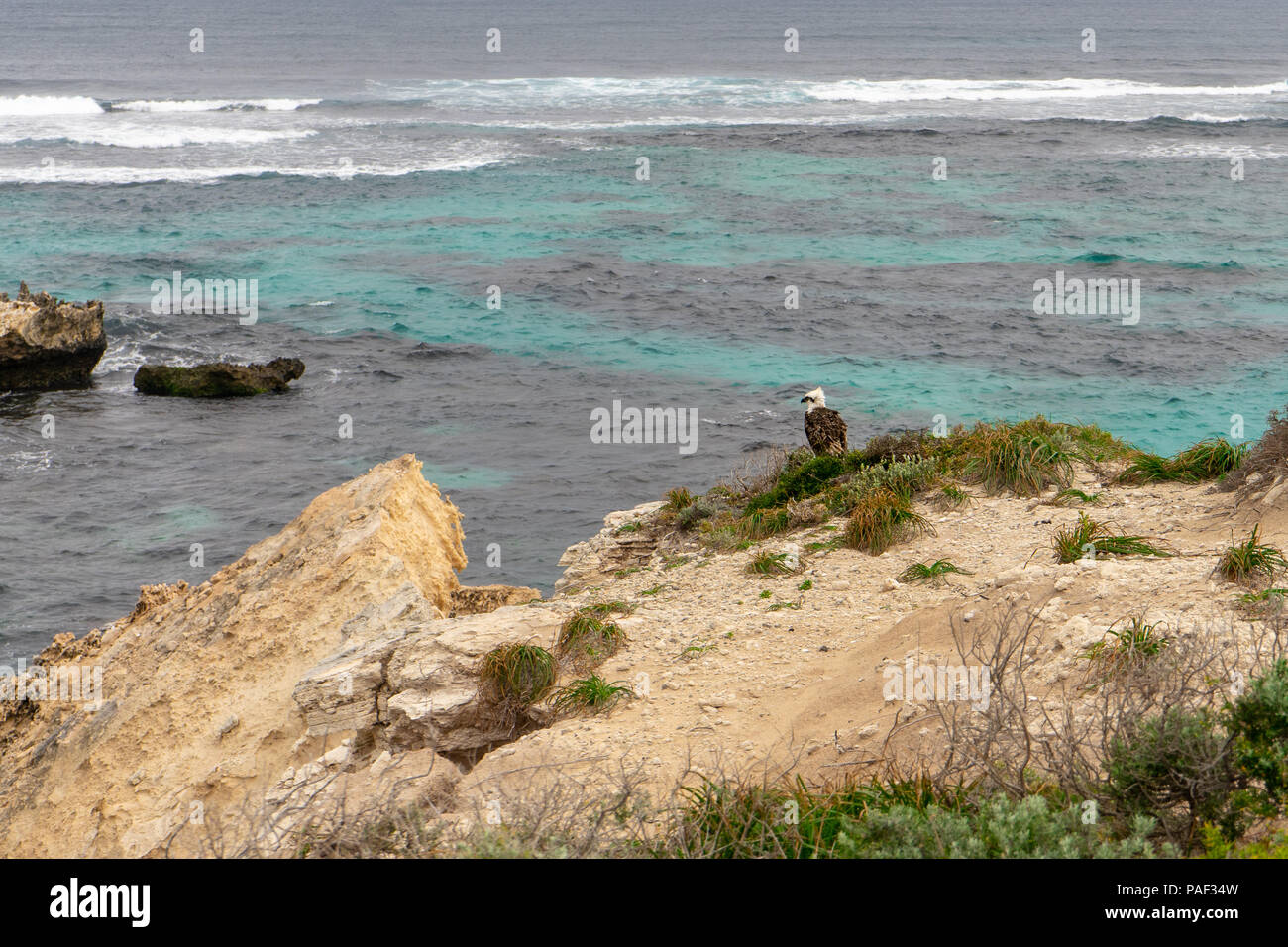 Sur l'Osprey, perché près de l'Osprey Nest, Rotnest Island, Perth, Australie Banque D'Images