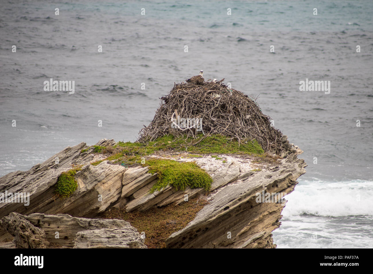 Sur l'Osprey, perché près de l'Osprey Nest, Rotnest Island, Perth, Australie Banque D'Images