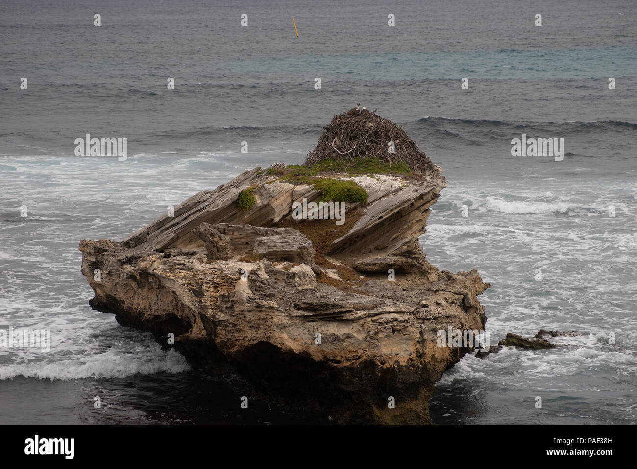 Sur l'Osprey, perché près de l'Osprey Nest, Rotnest Island, Perth, Australie Banque D'Images