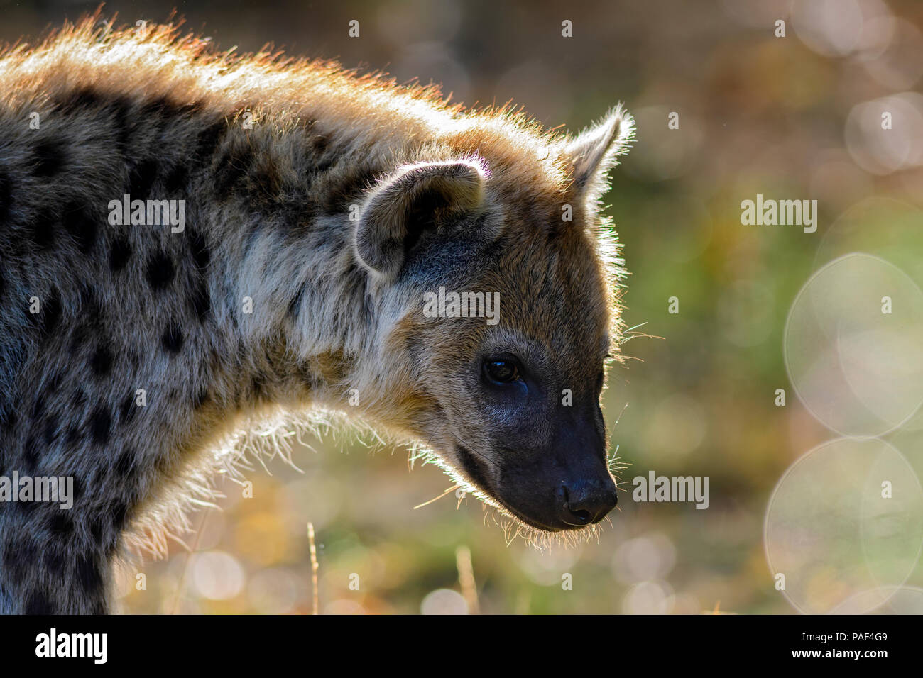Portrait de l'Hyène tachetée - Crocuta crocuta, gros plan photo de carnivore d'Afrique. Banque D'Images