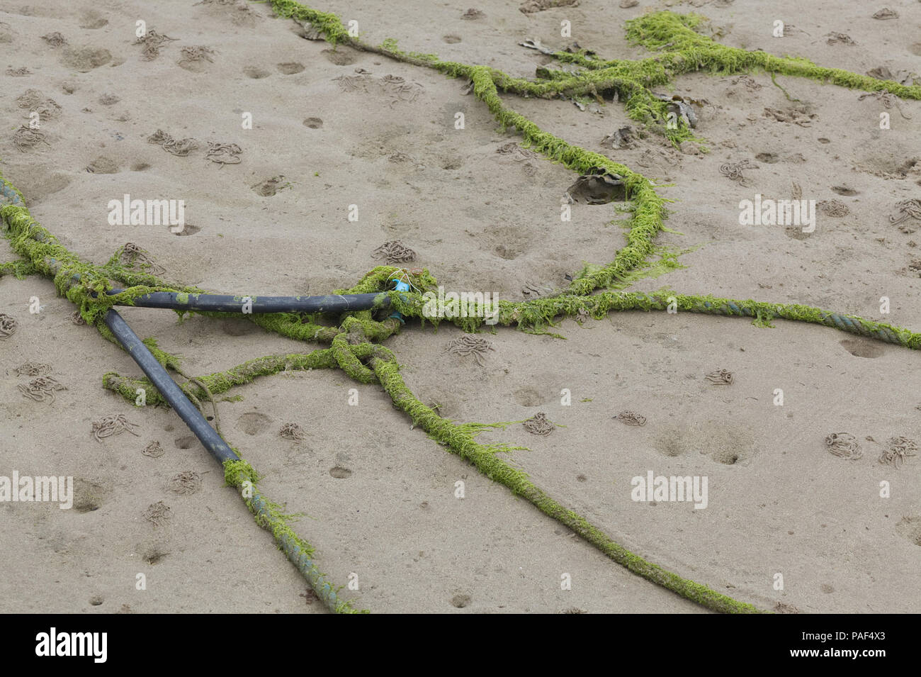 Bateau abandonné couvert de cordes dans des algues sur la plage Banque D'Images