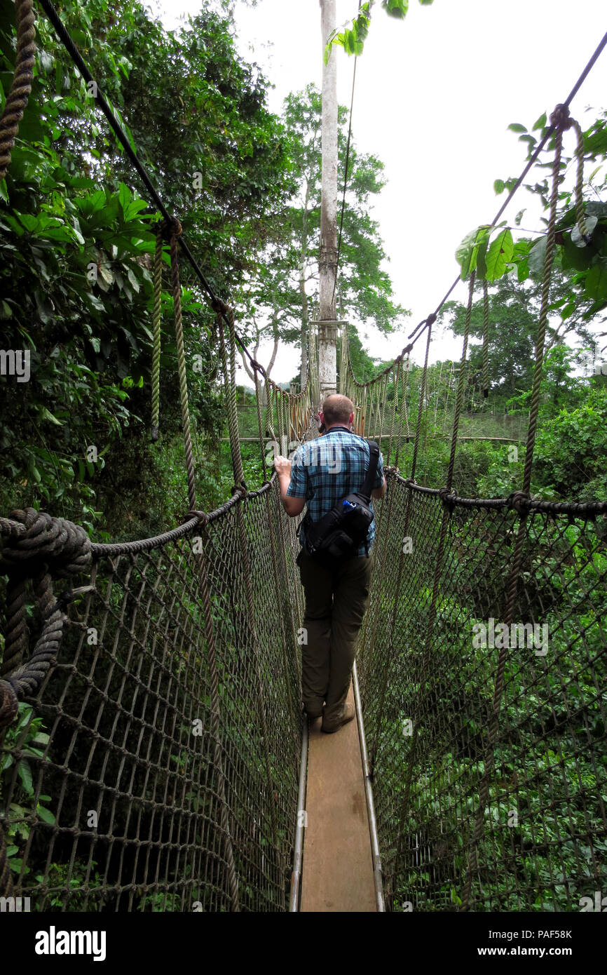 La découverte touristique du niveau supérieur de la forêt tropicale tout en marchant sur des ponts de corde de la Canopy Walkway au parc national de Kakum, au Ghana Banque D'Images