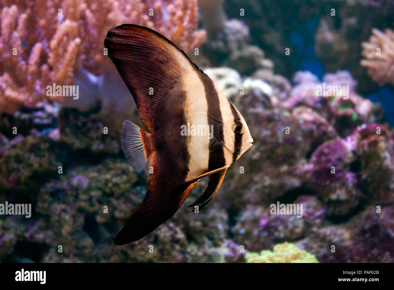 Photo de poissons marins - Platax Banque D'Images