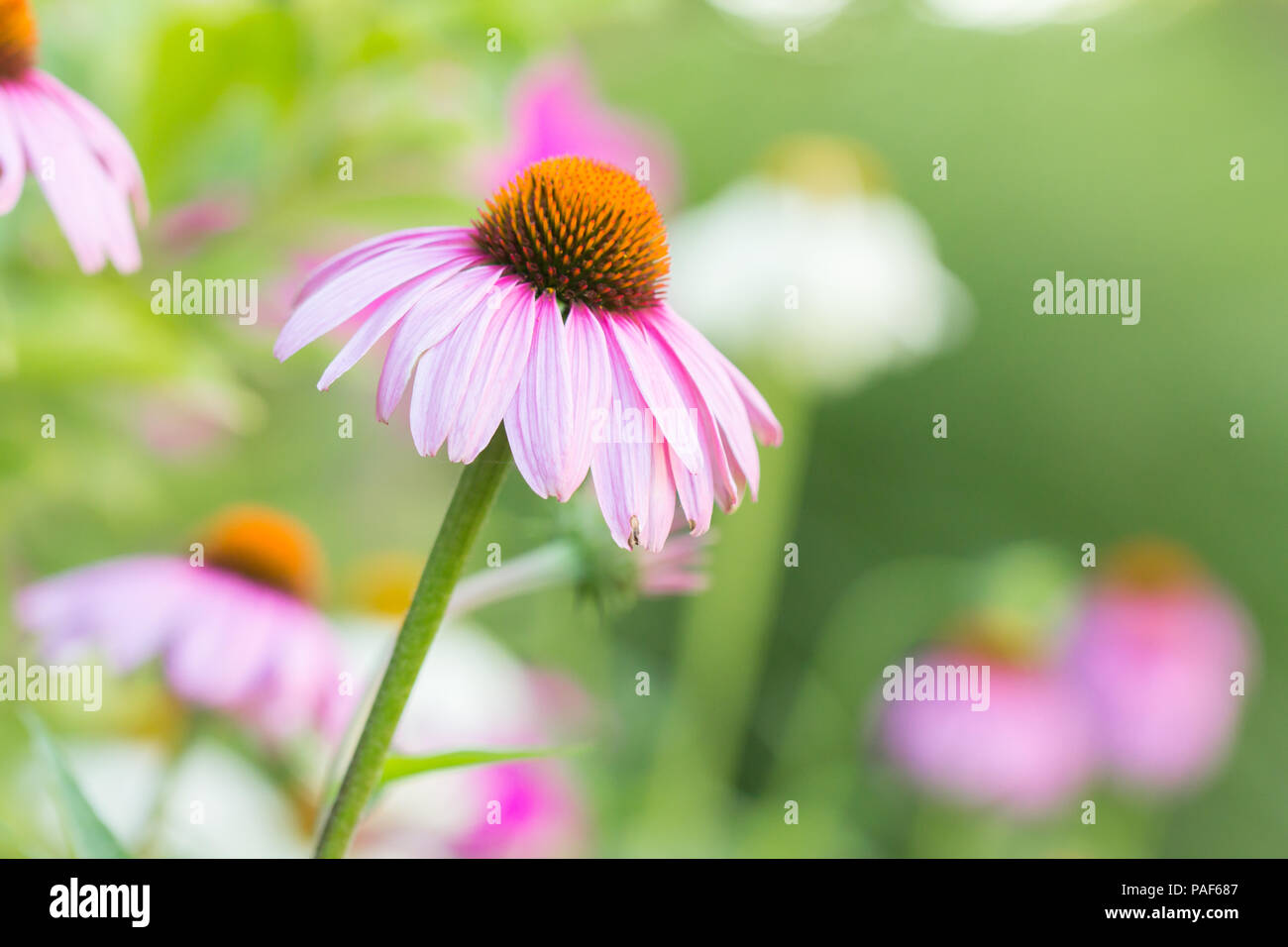 Échinacée rose fleurs dans jardin sur fond vert Banque D'Images