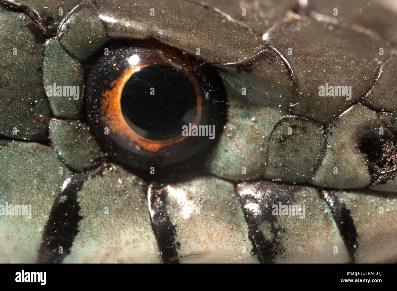 Couleuvre à collier (Natrix natrix), oeil, collier Banque D'Images