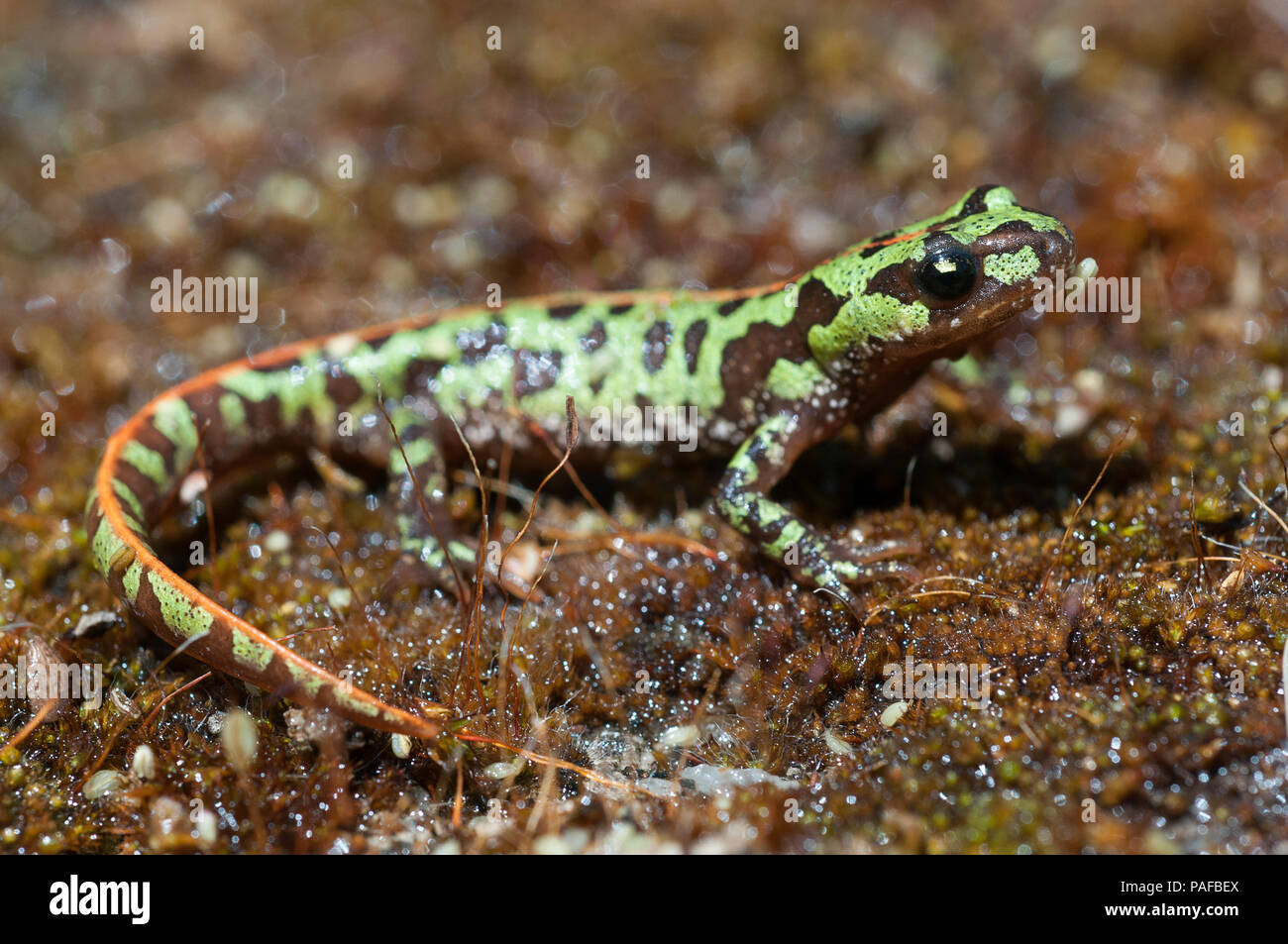 Marbré de Pygmées newt (Triturus pygmaeus), d'amphibiens Banque D'Images