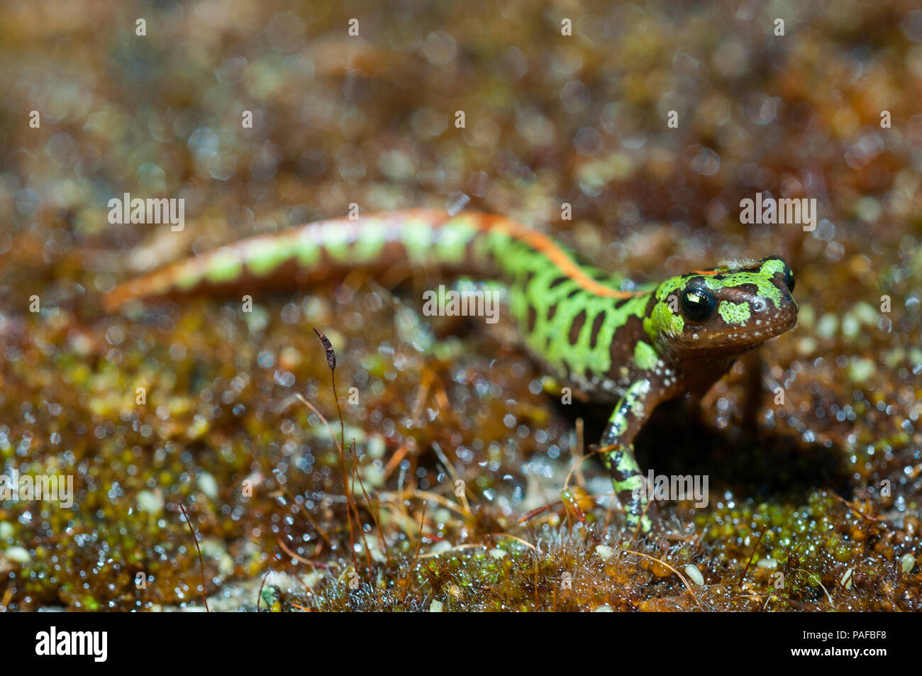 Marbré de Pygmées newt (Triturus pygmaeus), d'amphibiens Banque D'Images