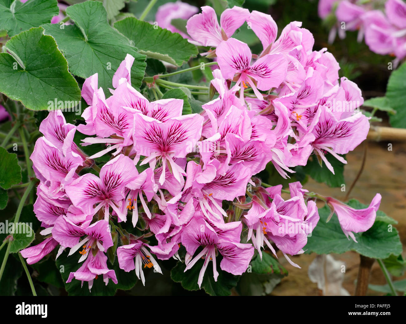 Coeur-leaved Pelagonium - Pelargonium cordifolium en provenance d'Afrique du Sud Banque D'Images