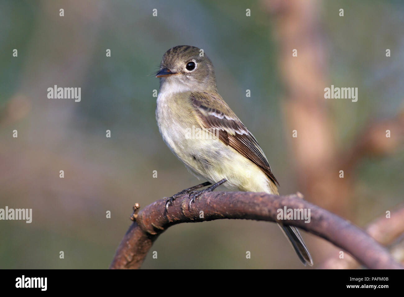 Moucherolle des saules May 17th, 2013 Route de fossé, comté de Minnehaha, Dakota du Sud Canon 50D, 400 5.6L Banque D'Images
