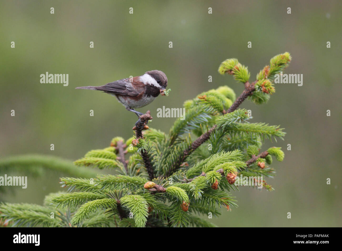 Mésange à dos June 27th, 2011 Parc d'état d'Ecola, Oregon Banque D'Images
