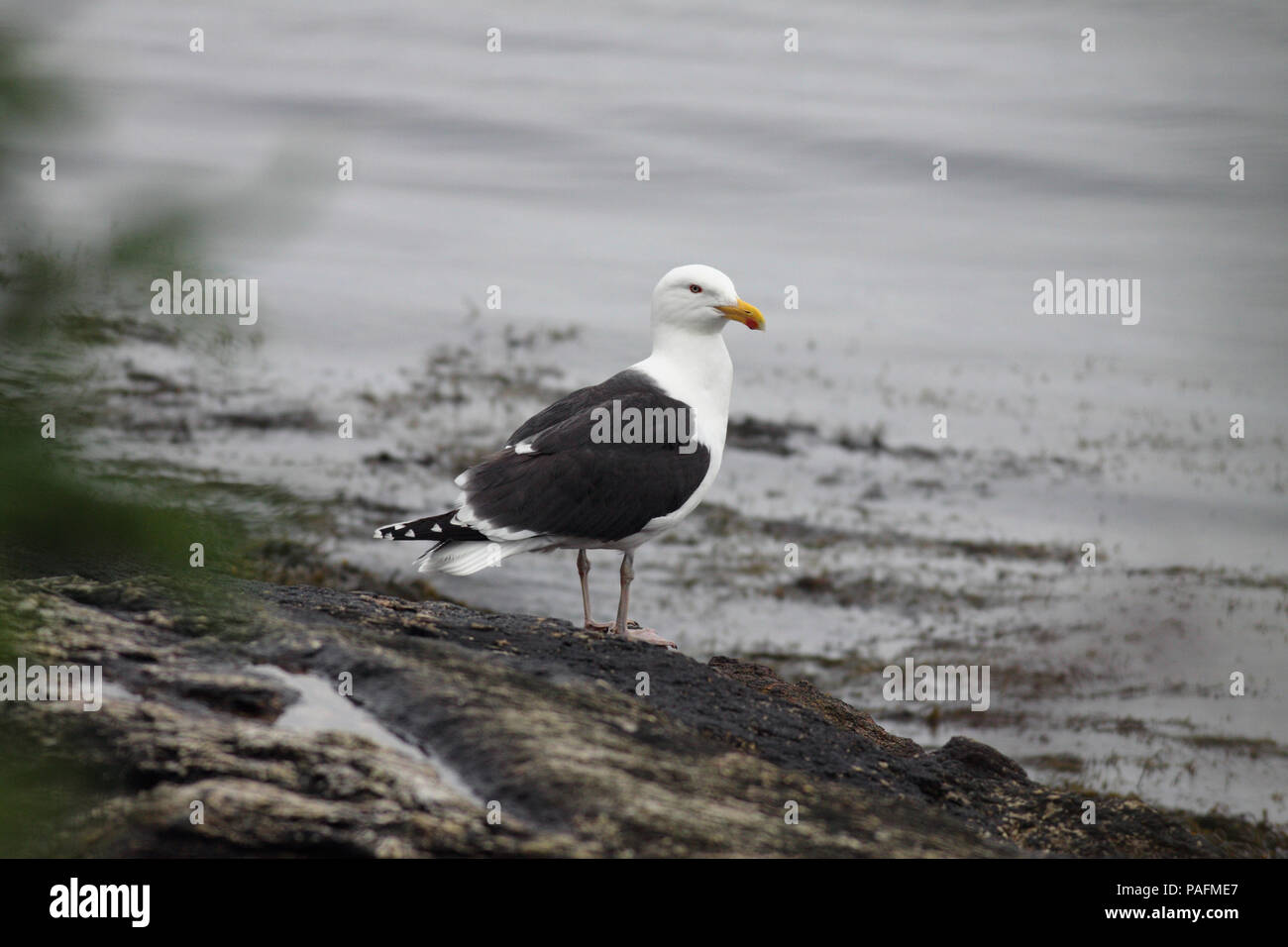 Goéland marin 29 mai 2012 Ogunquit, Maine Banque D'Images