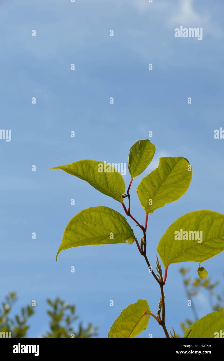 La tige et les feuilles de la renouée du Japon (Fallopia japonica) plante sur un fond de ciel bleu Banque D'Images