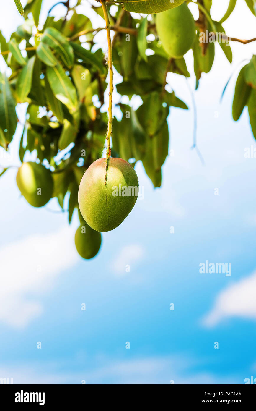 Fruits de mango contre le ciel, Viñales, Pinar del Rio, Cuba. Close-up. L'espace de copie pour le texte. La verticale Banque D'Images