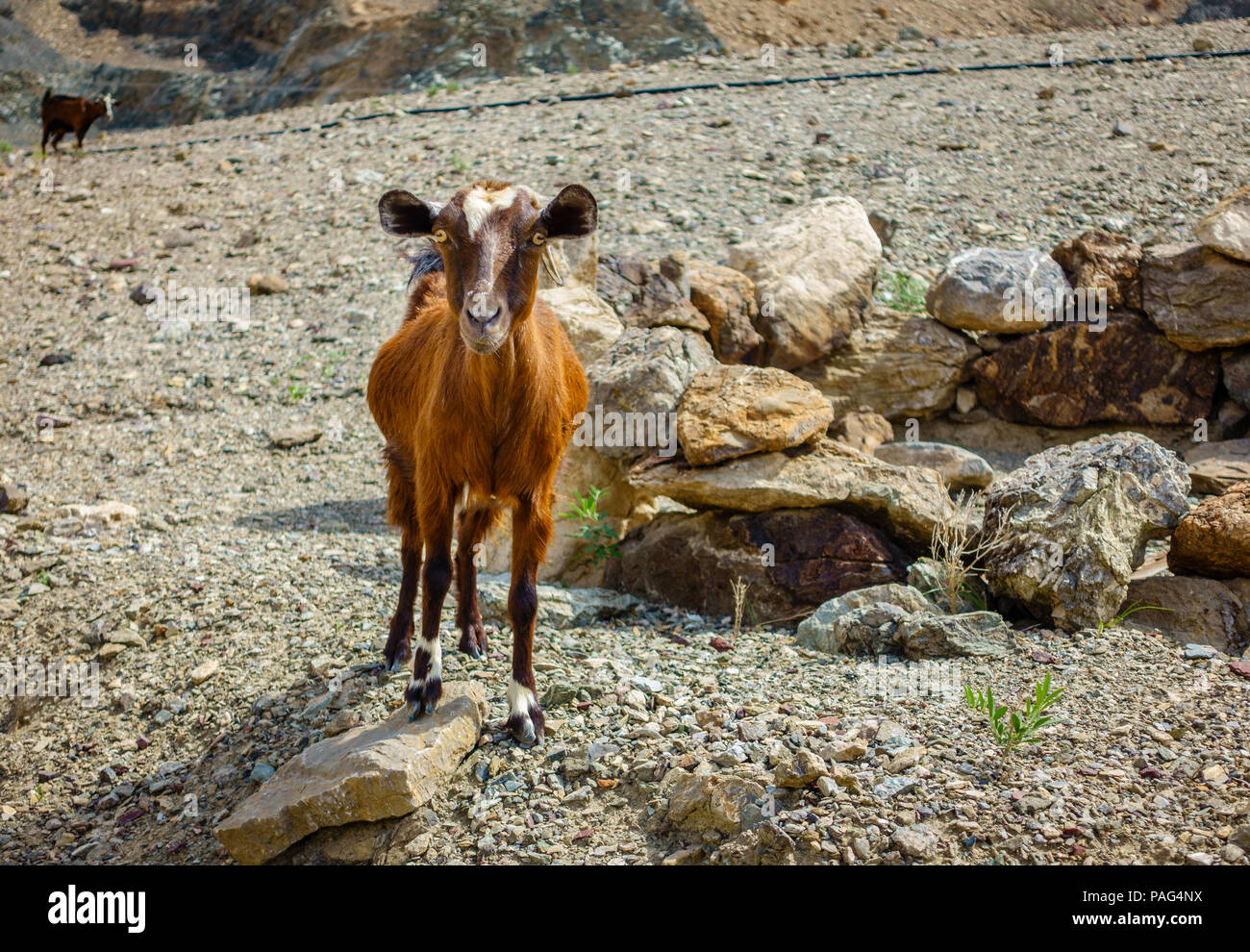 Arabian tahr - un type de chèvre de montagne dans les montagnes Hajar Al à Fujairah, ÉMIRATS ARABES UNIS Banque D'Images