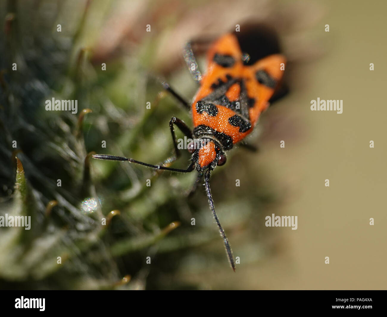 Bug de cannelle dans son habitat naturel au Danemark Banque D'Images