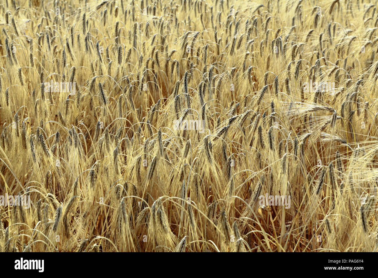 L'orge, céréales, cultures,détail chefs grain barbu, Norfolk, England, UK Banque D'Images