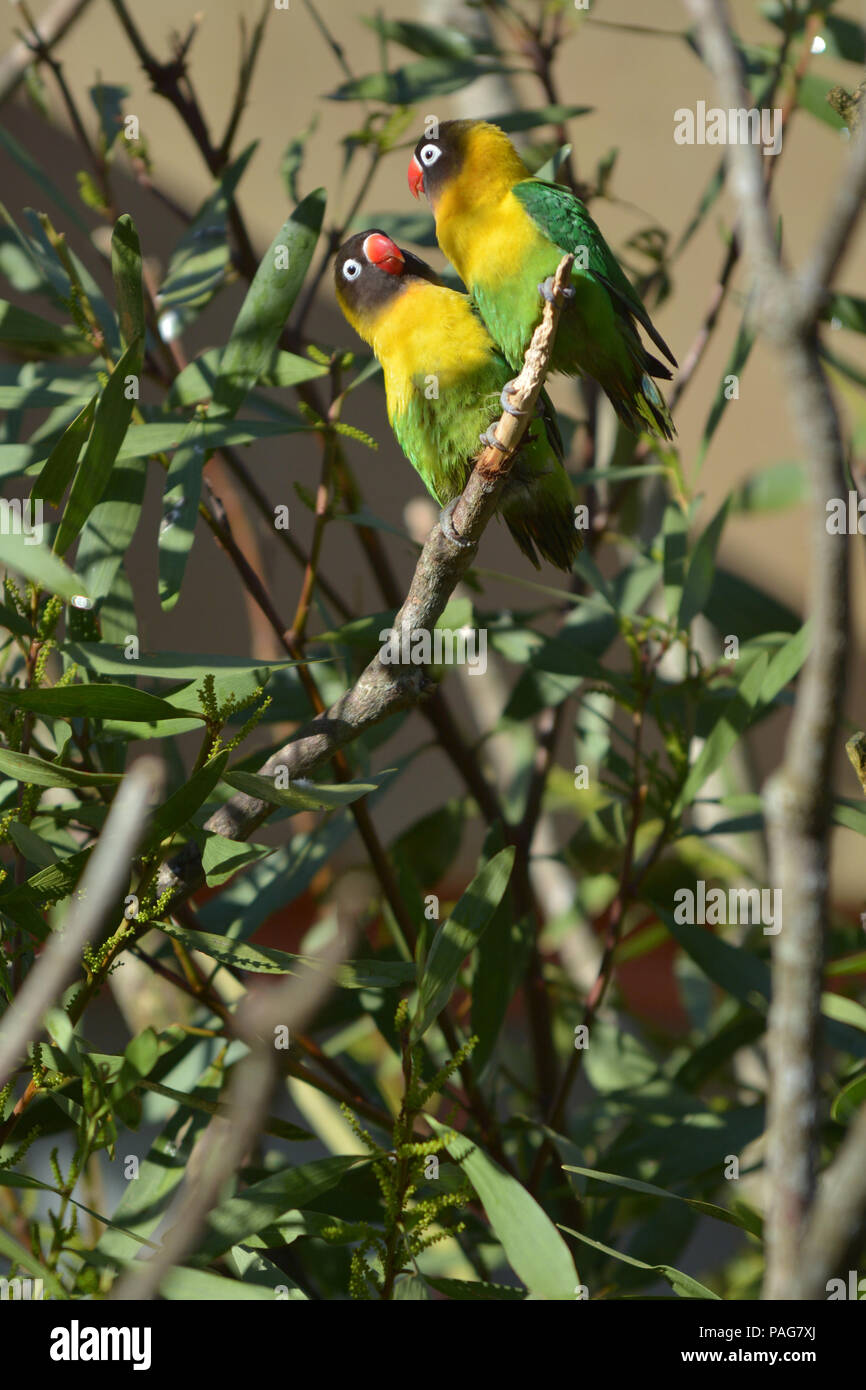 Deux Oiseaux Inséparables Regarder Assis Sur Une Branche D