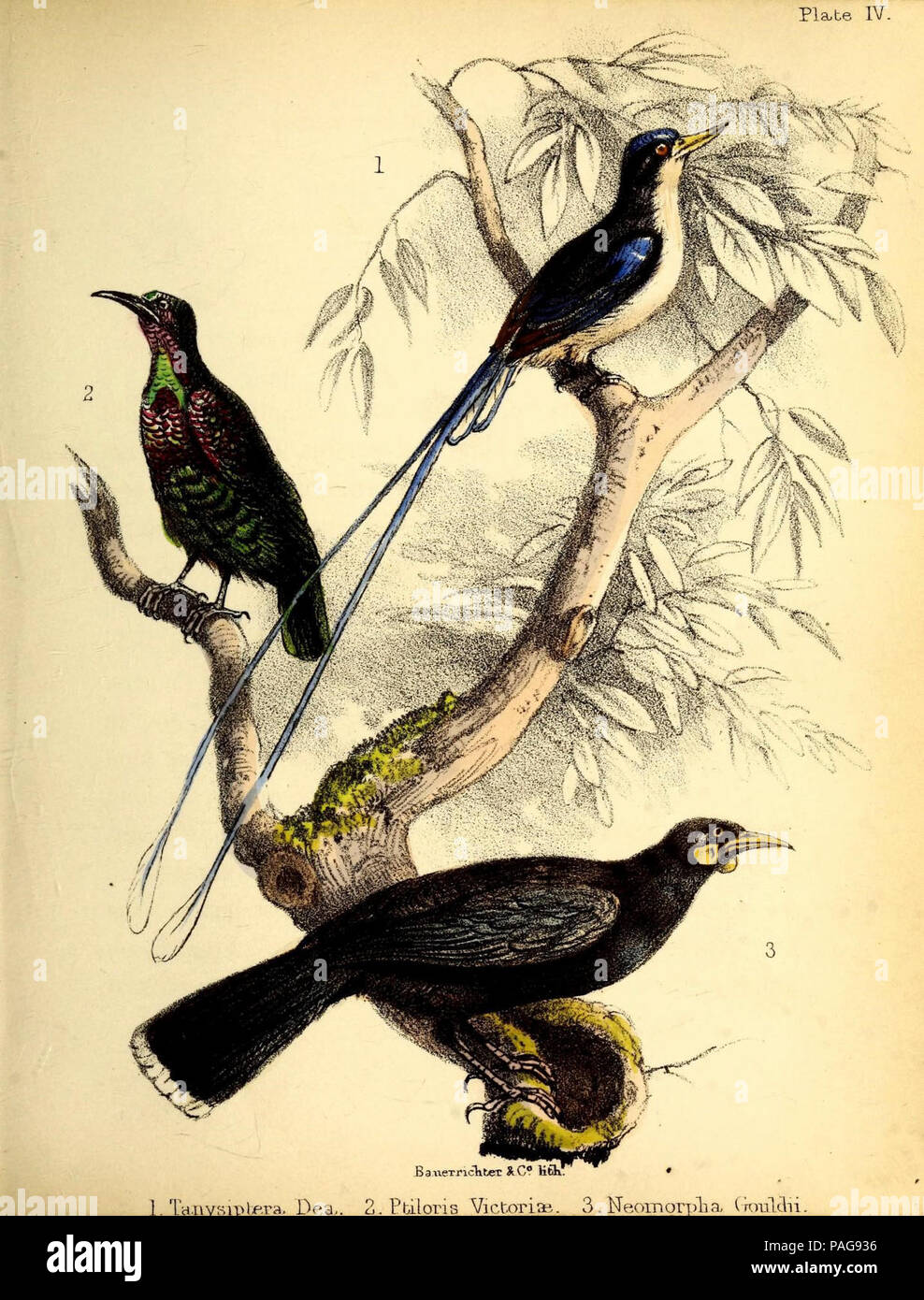 Une histoire populaire des oiseaux : Londres:Lovell Reeve, 1855. Banque D'Images