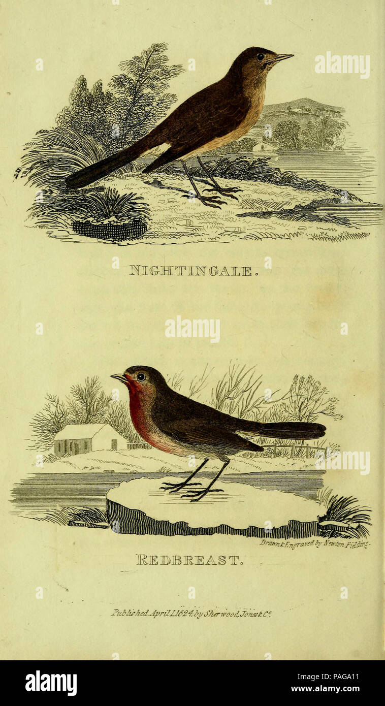 Un traité pratique sur la chanson les oiseaux (la plaque (7)) Banque D'Images