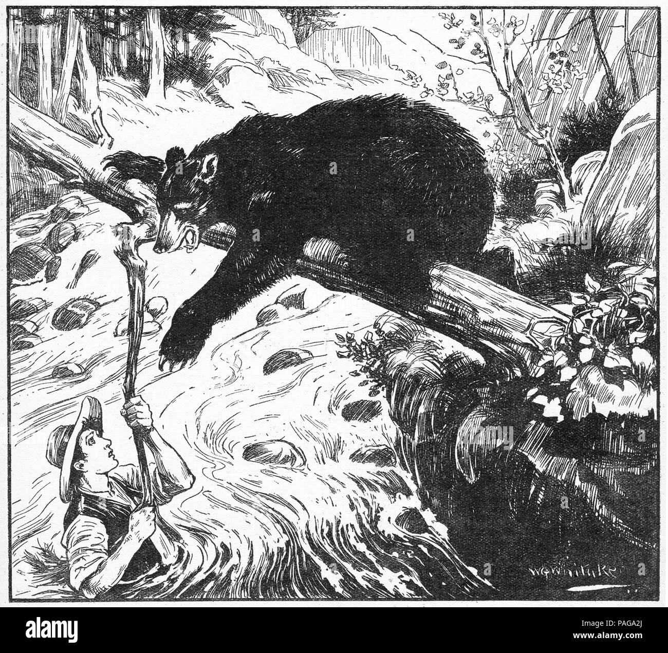 Gravure d'un aventurier suspendu à une branche cassée sur un flux inondées alors qu'ils étaient attaqués par un ours noir. De chums, An Illustrated Magazine pour garçons, 1916. Banque D'Images