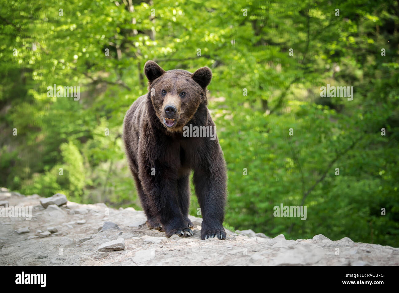 Ours brun européen dans une forêt. Animal sauvage dans la nature habitat Banque D'Images