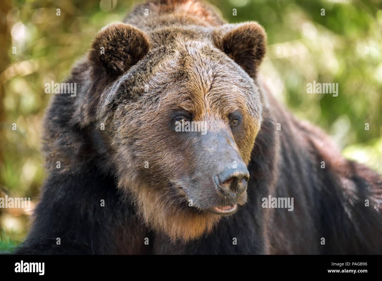 Ours brun européen dans une forêt. Animal sauvage dans la nature habitat Banque D'Images