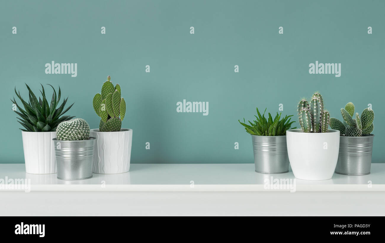 Décoration chambre moderne. Collection de divers cactus et plantes  succulentes en pot sur l'étagère blanche contre le mur de couleur turquoise  pastel. Les plantes d'ba Photo Stock - Alamy