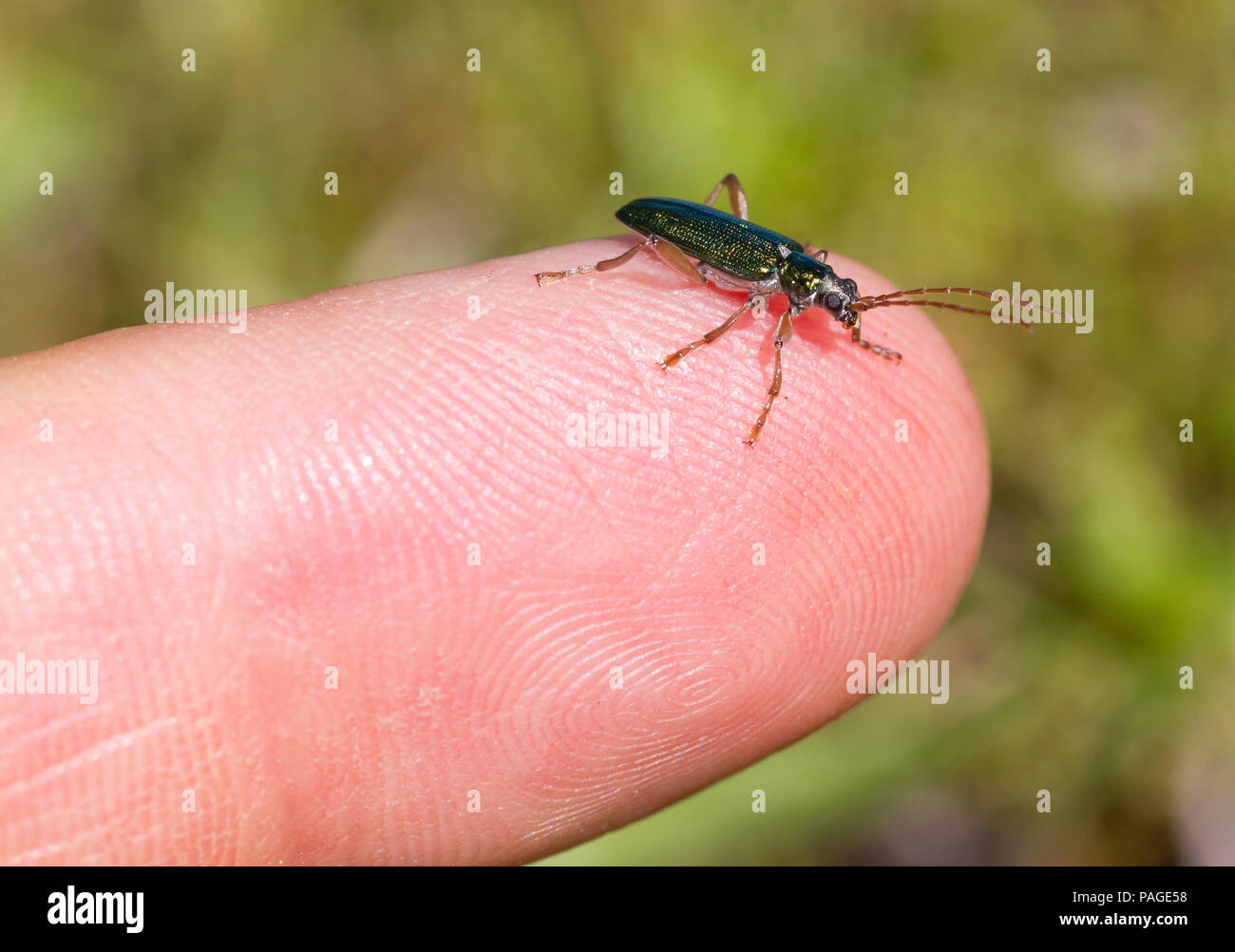 Petit bug assis sur un doigt, selective focus Banque D'Images