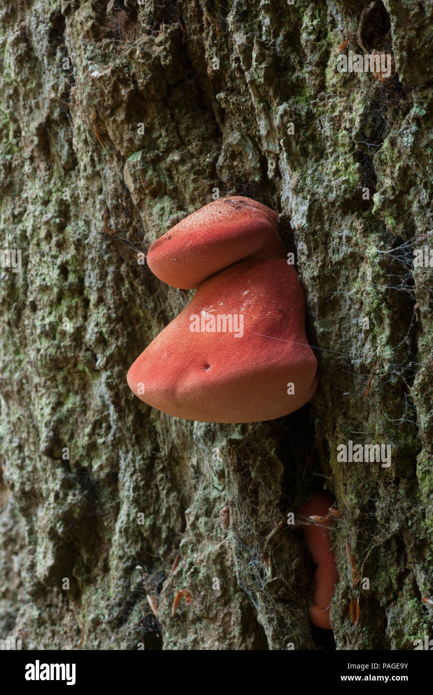 Champignons de la langue de boeuf Banque de photographies et d’images à — free download