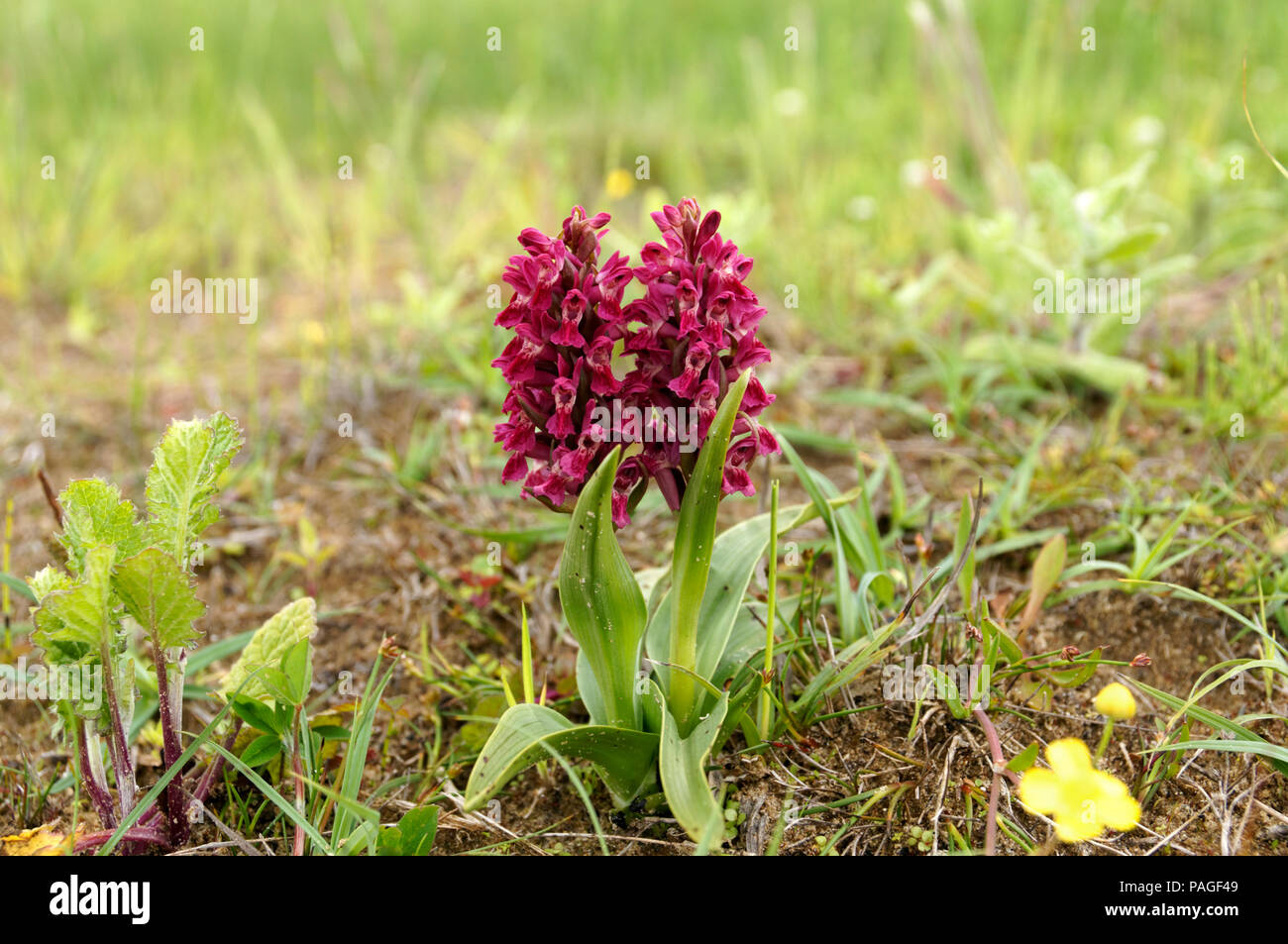 Début Marsh Orchid var. coccinea Dactylorhiza incarnata subsp. coccinea, réserve naturelle nationale de Kenfig, Porthcawl, Nouvelle-Galles du Sud, Banque D'Images