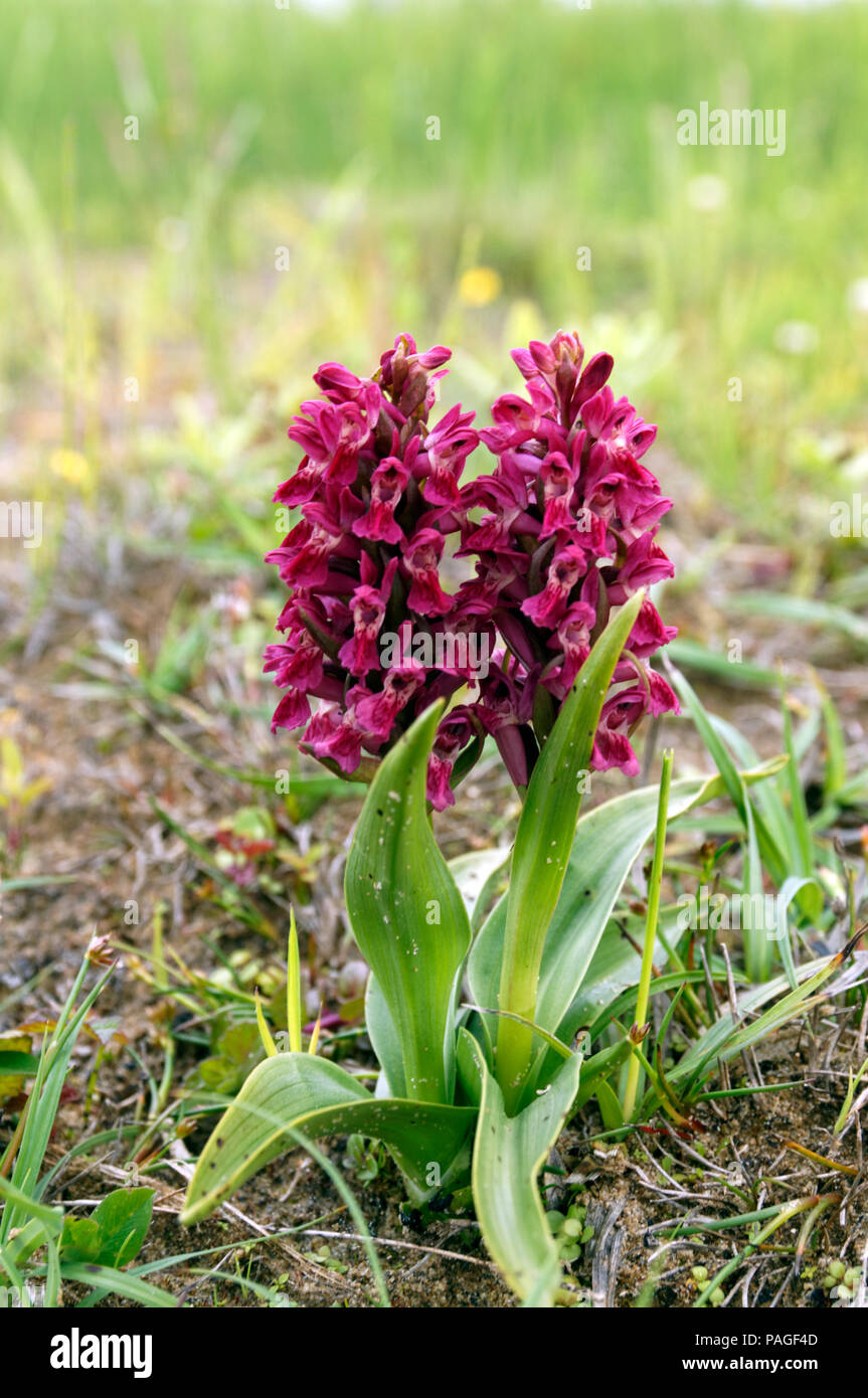 Début Marsh Orchid var. coccinea Dactylorhiza incarnata subsp. coccinea, réserve naturelle nationale de Kenfig, Porthcawl, Nouvelle-Galles du Sud, Banque D'Images