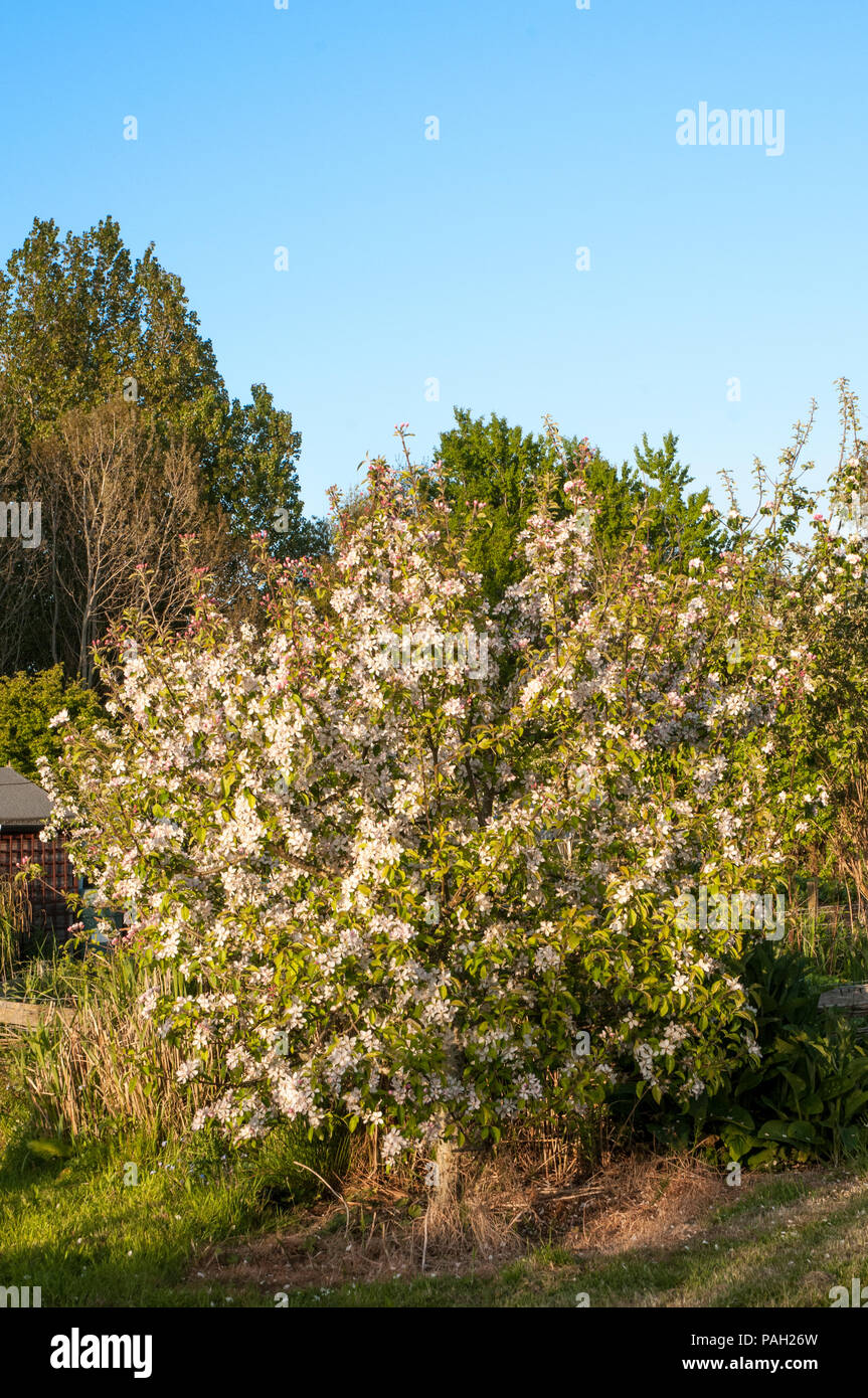 Apple Blossom et boutons sur les pommiers au printemps. Banque D'Images