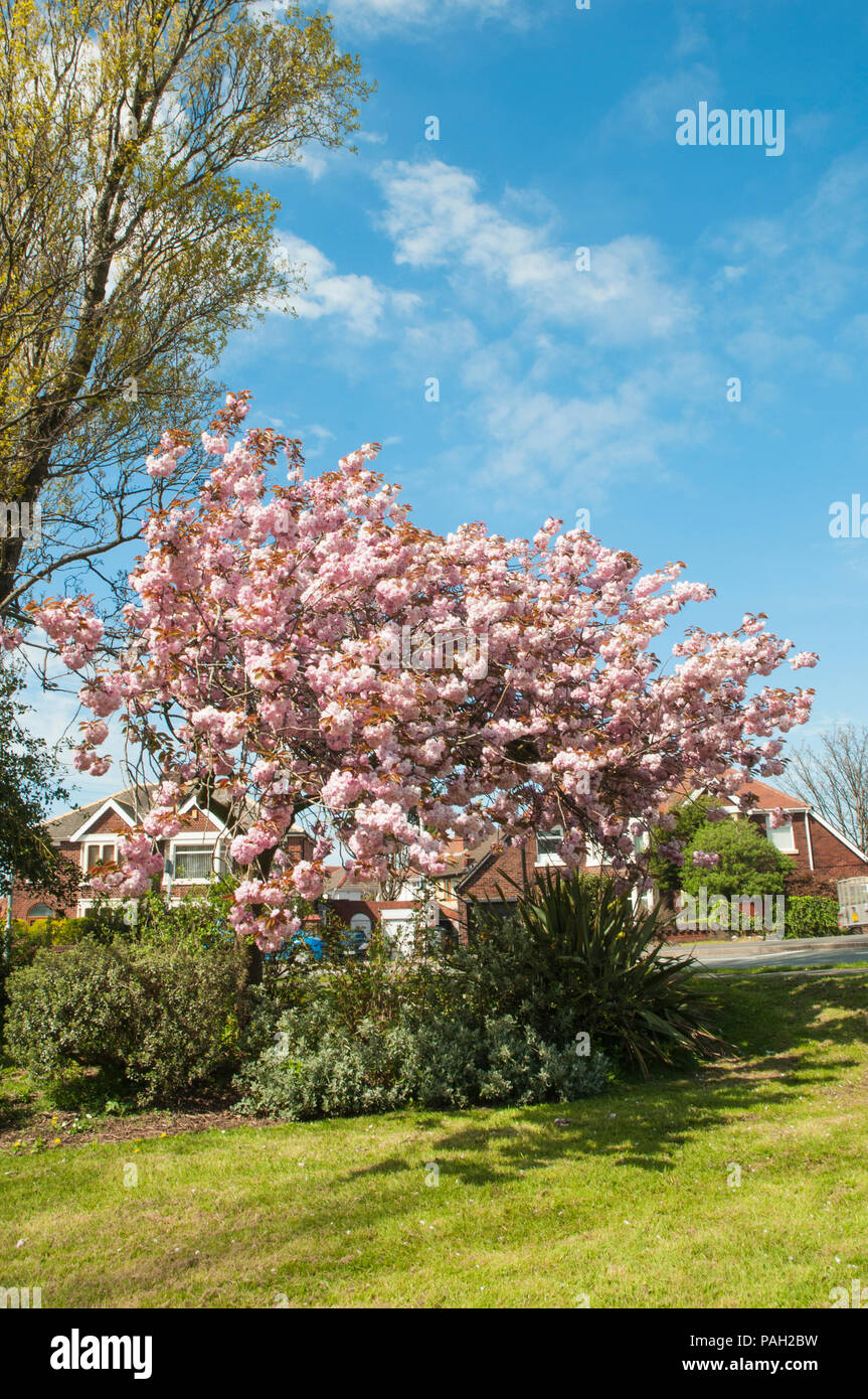 Cherry Blossom tree Prunus serrulata 'Kanzan' en pleine floraison dans le parc local Blackpool. Banque D'Images