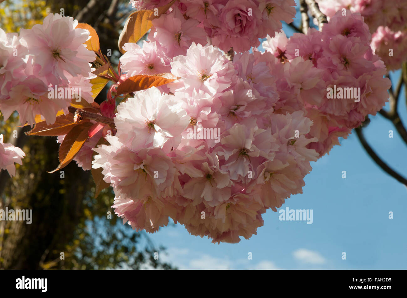 Cherry Blossom tree Prunus serrulata 'Kanzan' en pleine floraison dans le parc local Blackpool. Banque D'Images