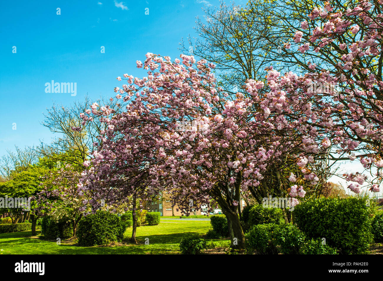 Cherry Blossom tree Prunus serrulata 'Kanzan' en pleine floraison dans le parc local Blackpool. Banque D'Images