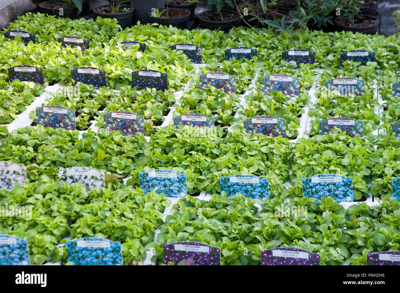 Lobelia Trailing literie / panier bouchons dans douze packs Banque D'Images