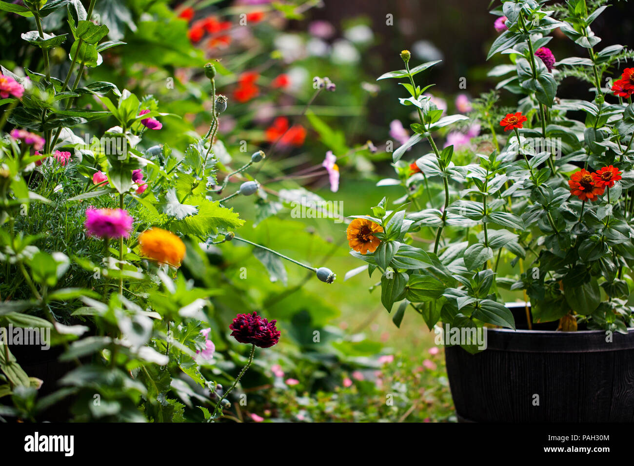 Jardin en été en pleine floraison Banque D'Images
