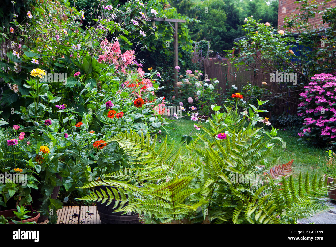 Jardin en été en pleine floraison Banque D'Images