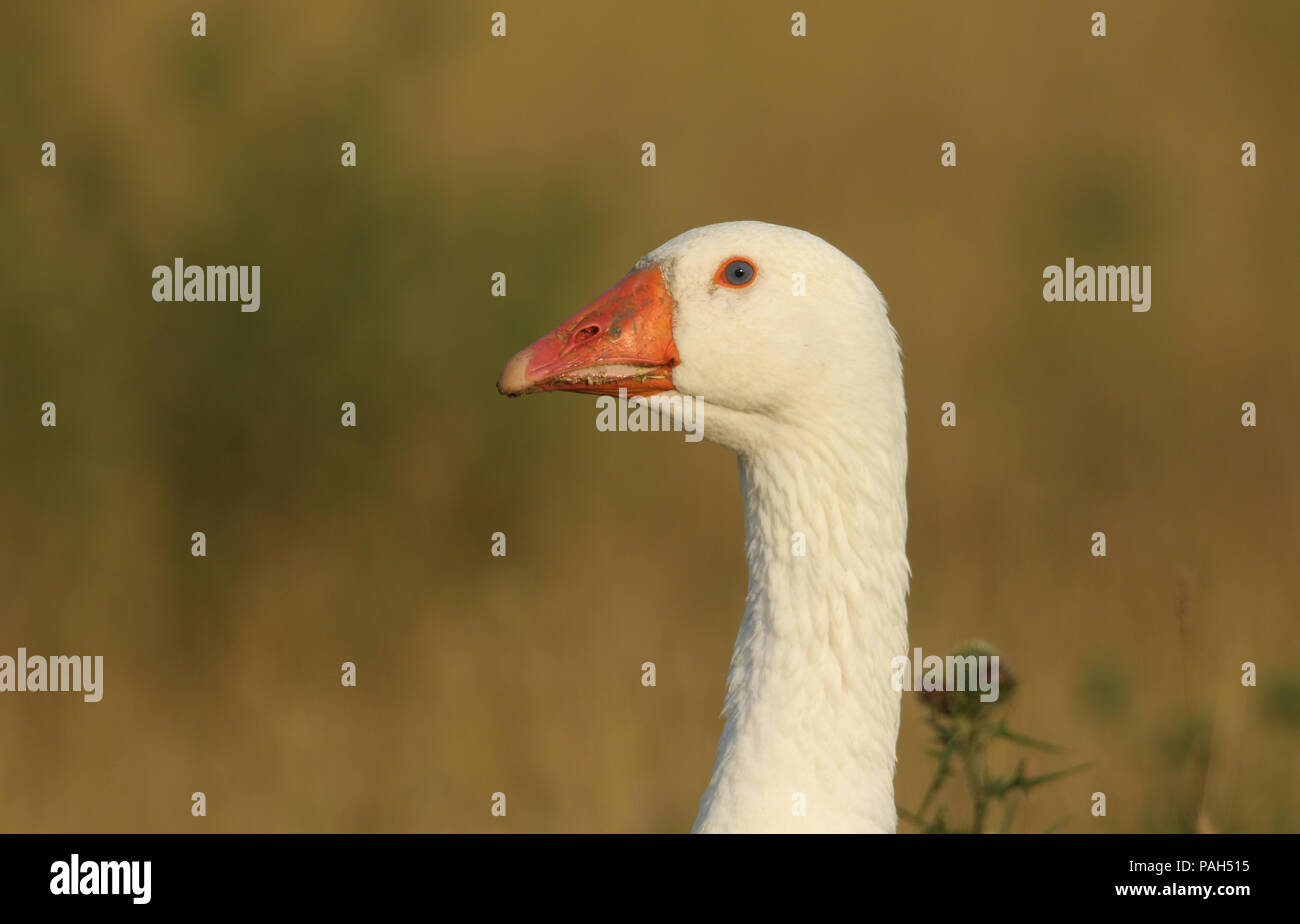 Un joli coup de tête d'une oie domestique (Anser anser domesticus ou Anser cygnoides domesticus) tôt le matin, la lumière du soleil. Banque D'Images